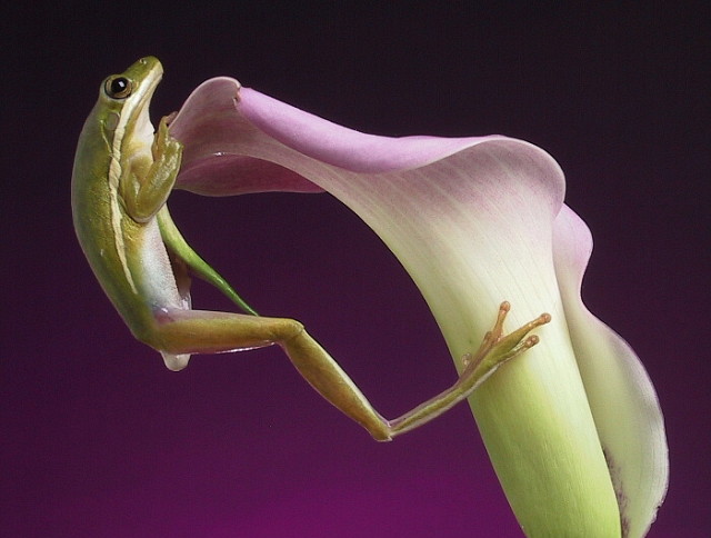 Frog on lily